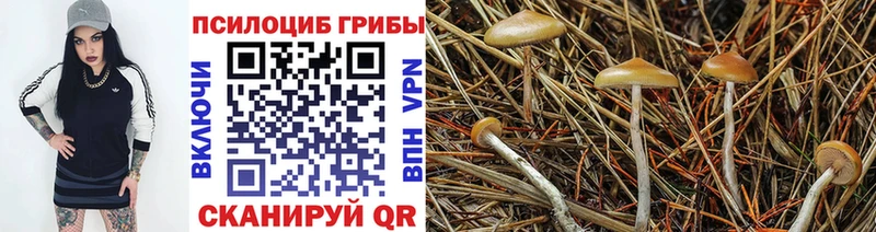 Псилоцибиновые грибы Psilocybine cubensis  OMG сайт  Нестеров 
